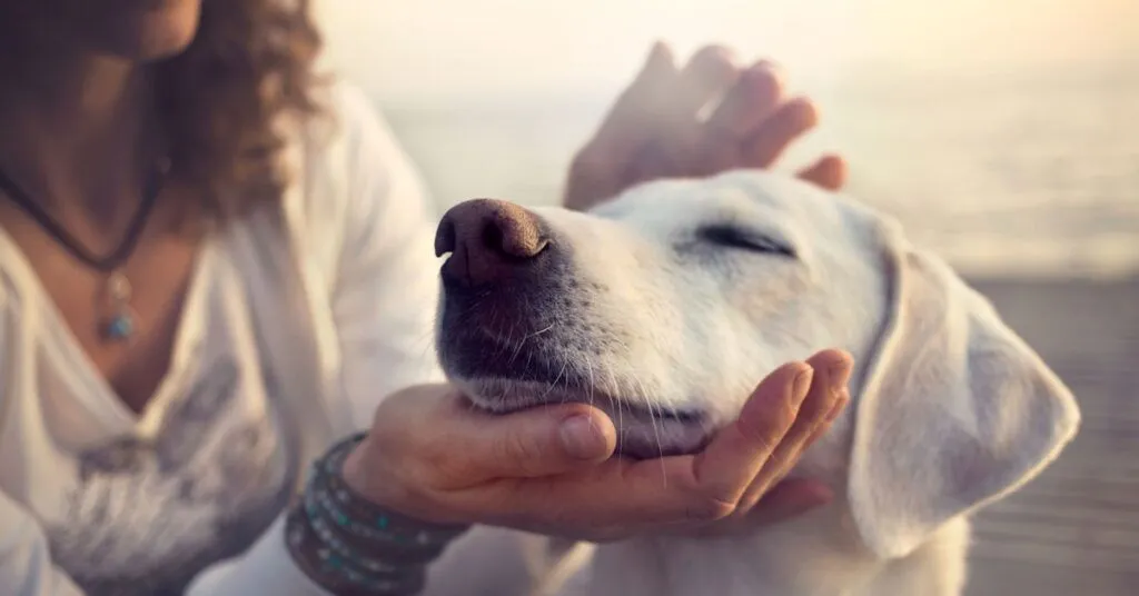 jojoba oil for pets