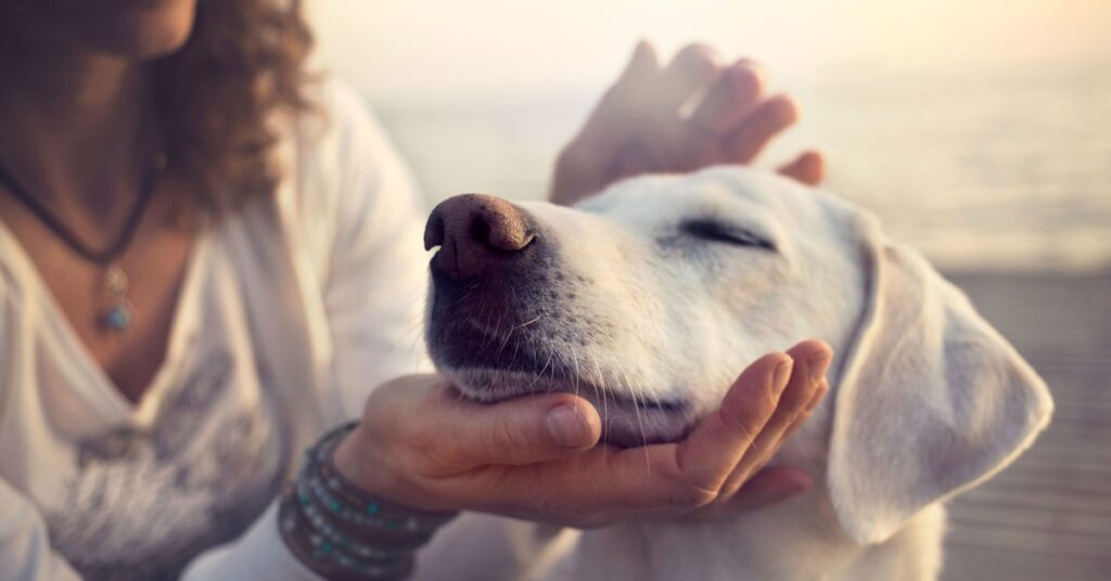 jojoba oil for pets