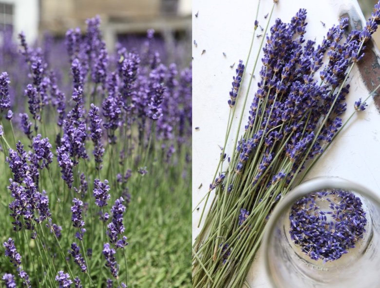 making lavender infused jojoba