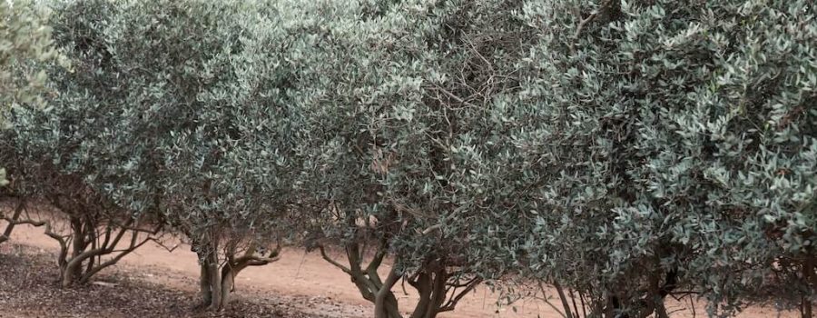 fields-of-jojoba-2