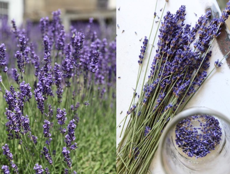 making lavender infused jojoba