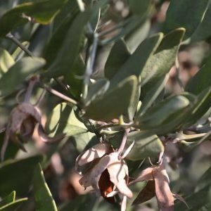 processing jojoba 1