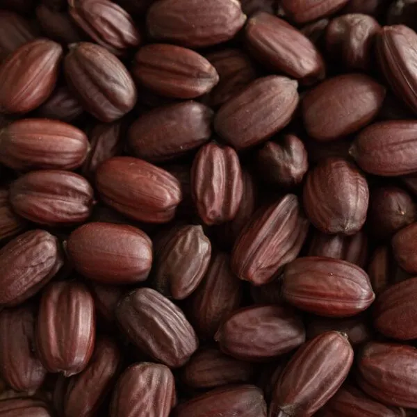 Close-up of jojoba seeds, what jojoba oil is made from, showing their dark, oval shape and texture.
