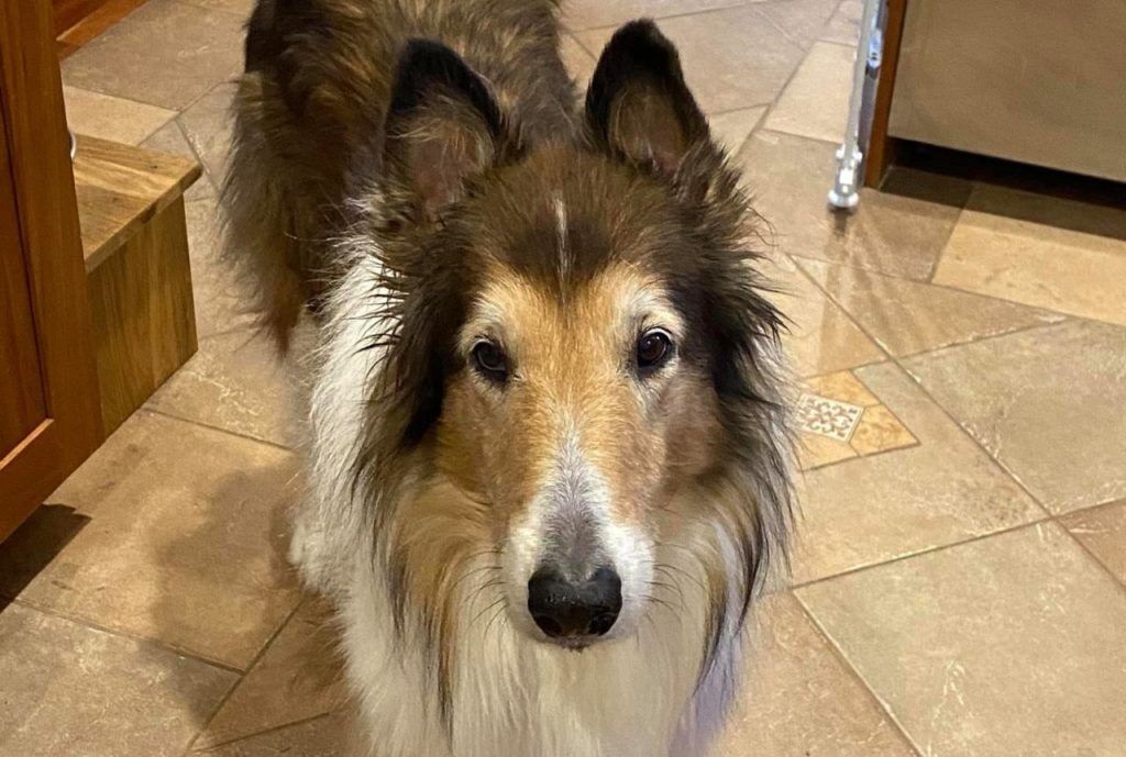 jojoba oil for pets hot spots