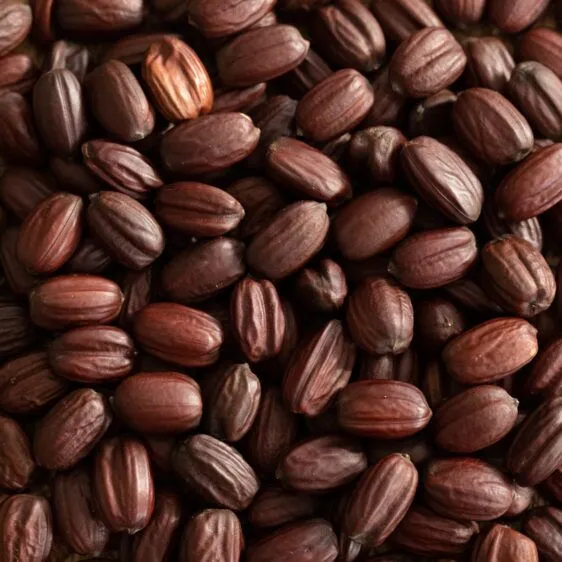 collection of brown jojoba seeds before pressing