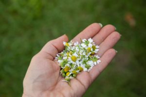 Making chamomile infused jojoba