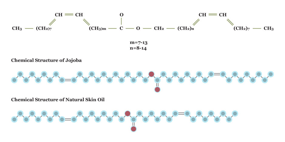 diagram comparing the jojoba molecule with a molecule of human sebum