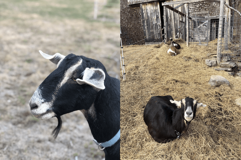 Using jojoba on livestock