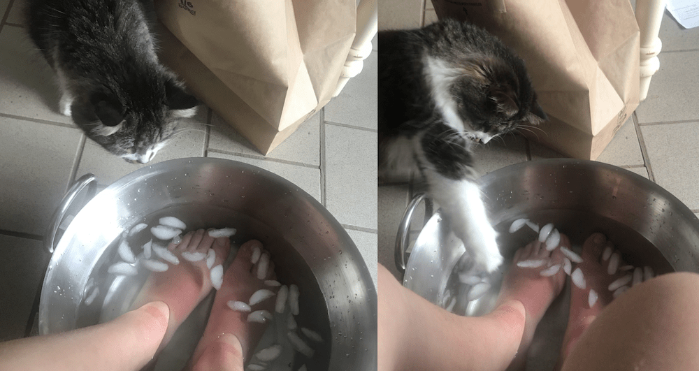cats & foot baths