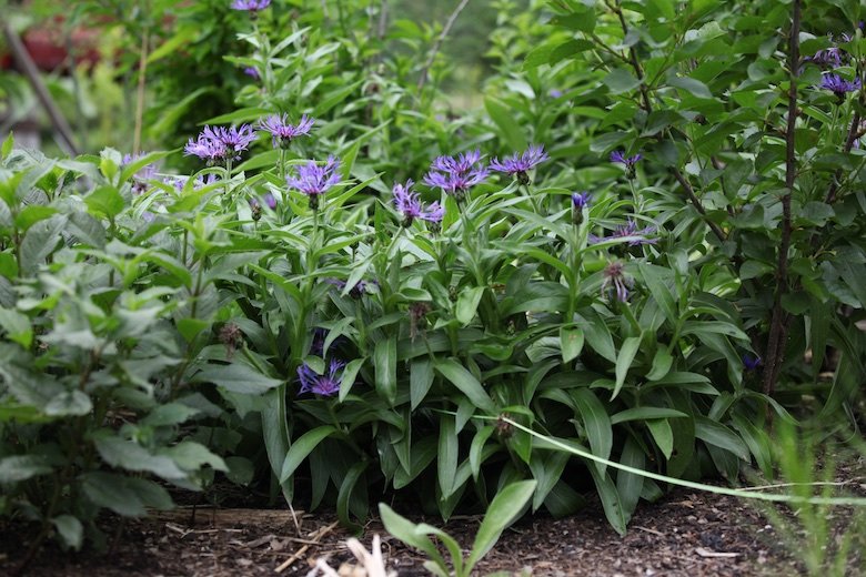 gardening for self care