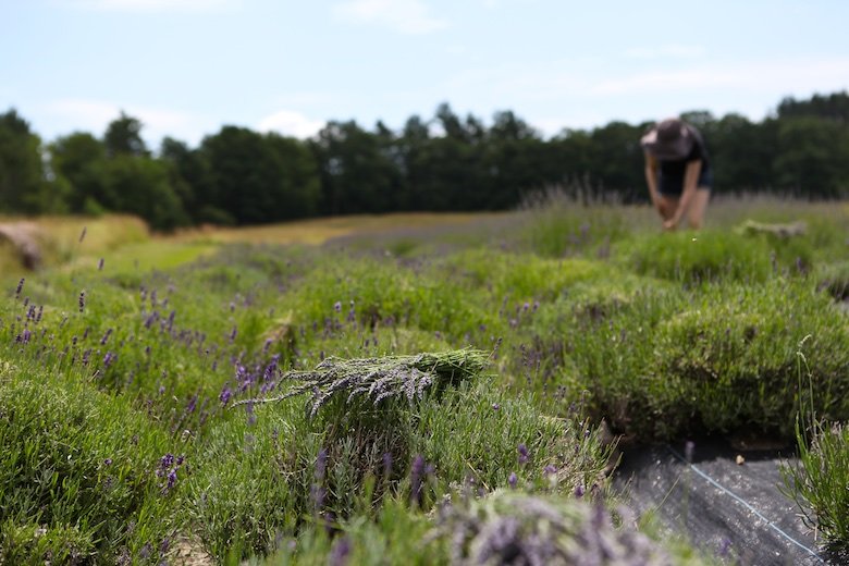 harvesting lavender at Glendarragh lavender farm in appleton maine