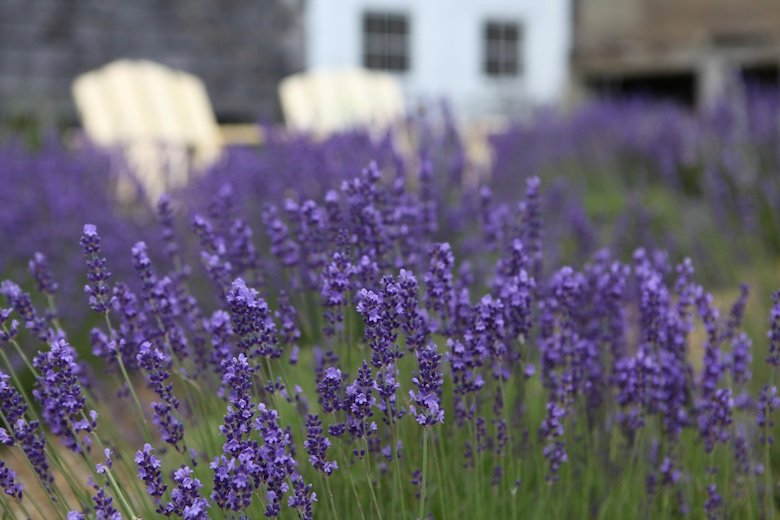 lavender plant in bloom