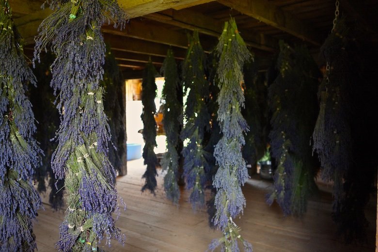 lavender drying in barn at Glendarragh lavender farm