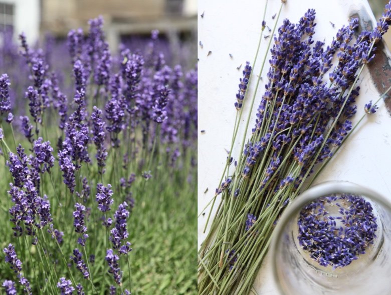 Dry Herbs Juniper Lavender Making Potions Stock Photo 1548713369