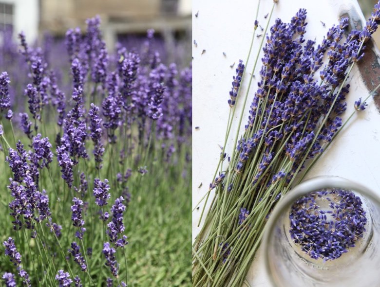 making lavender infused jojoba