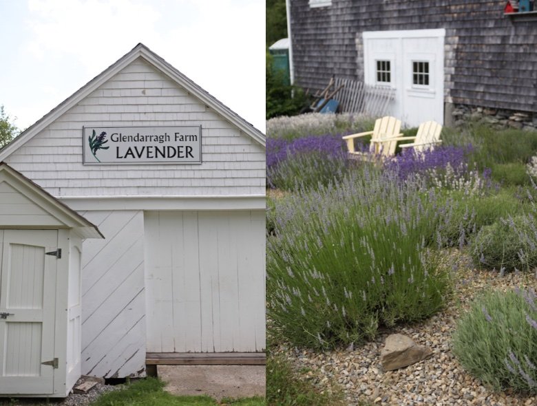 glendarragh lavender farm in maine