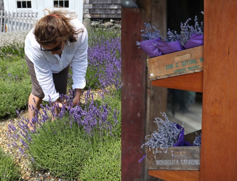 glendarragh lavender farm in appleton maine