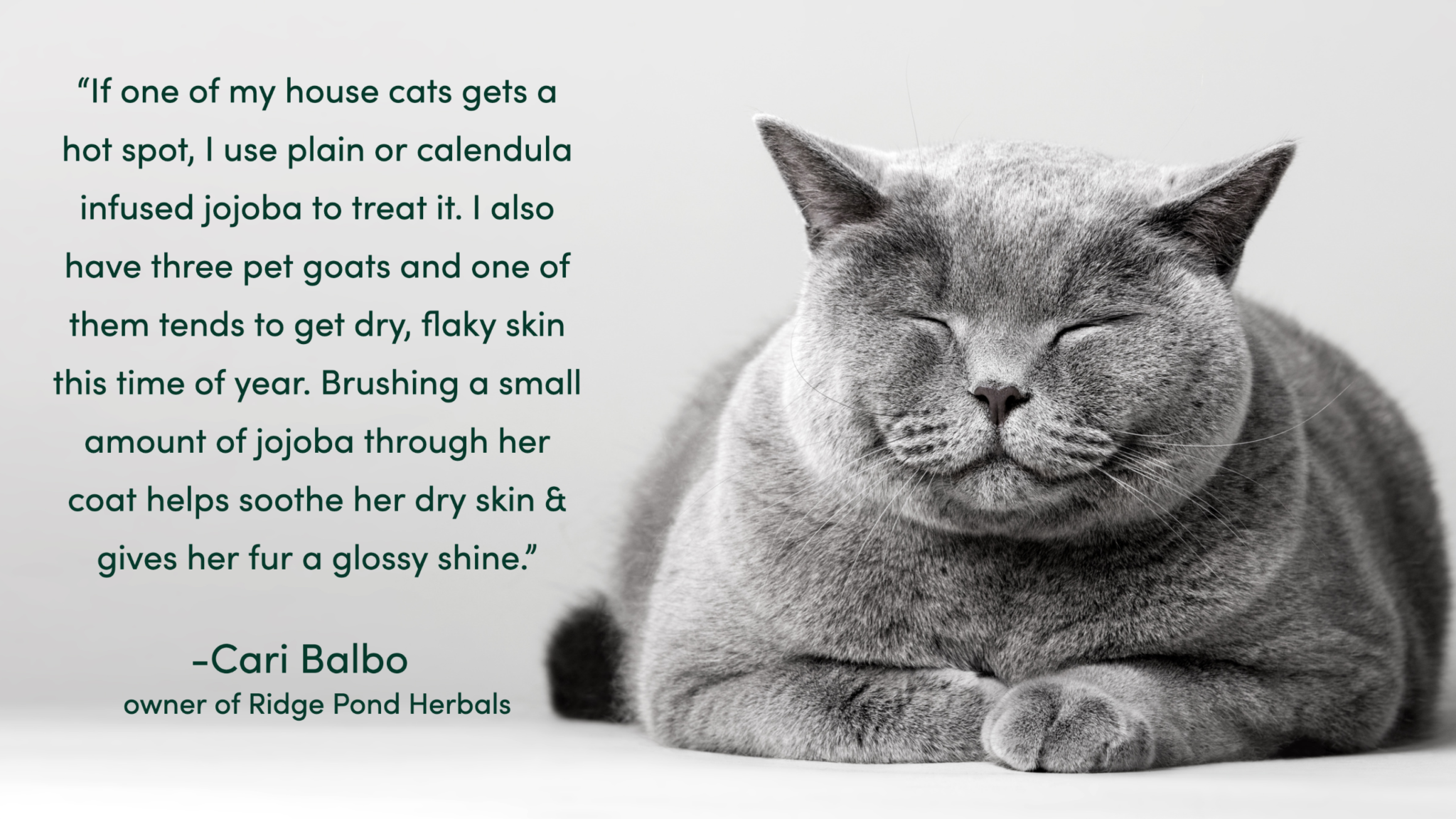 Jojoba Oil for Pets Is Jojoba Oil Safe for Dogs and Cats?