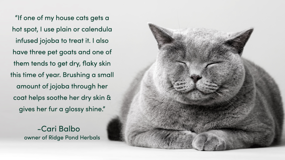 Jojoba Oil for Dogs, Cats, & Pets Is it Safe for their Skin?