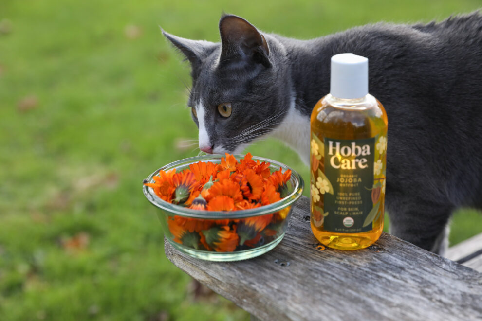 Jojoba Oil for Pets Is Jojoba Oil Safe for Dogs and Cats?