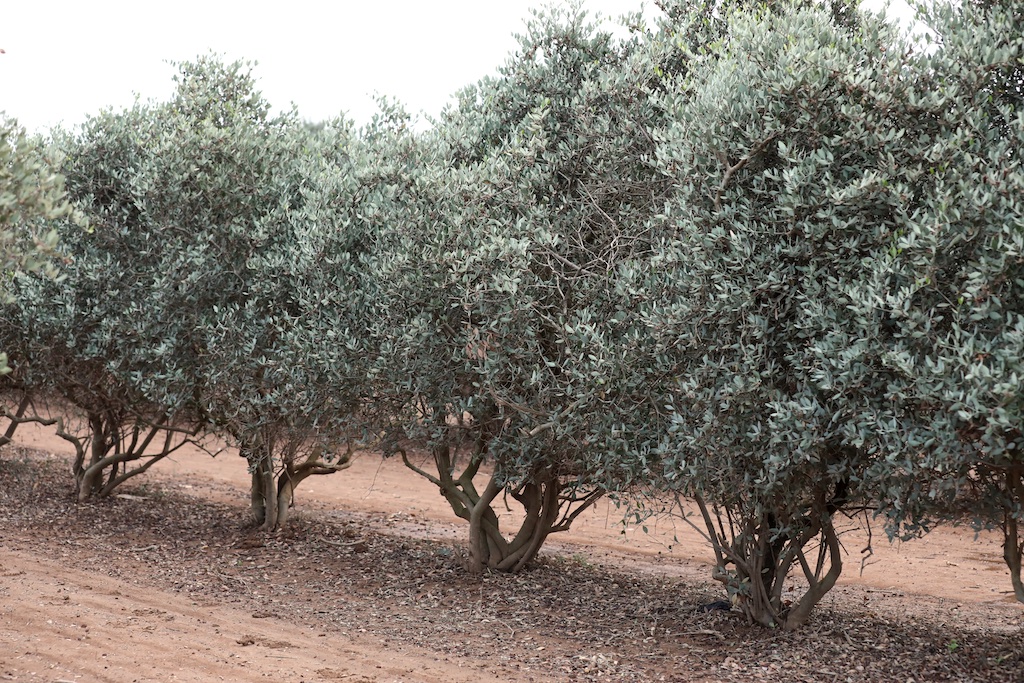 a row of jojoba shrubs in a field in Israel, the soil is reddish brown and the jojoba leaves are bluish and look similar to olives