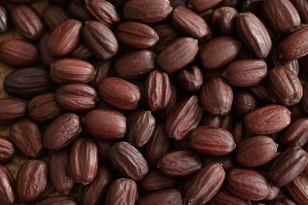 close up of nutty brown jojoba seeds