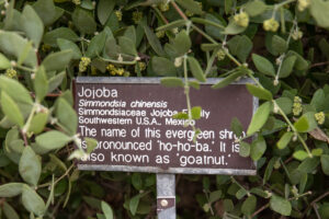 jojoba leaves surrounding plant tag for Jojoba Simmondsia chinensis listing botanical name and how to pronounce jojoba