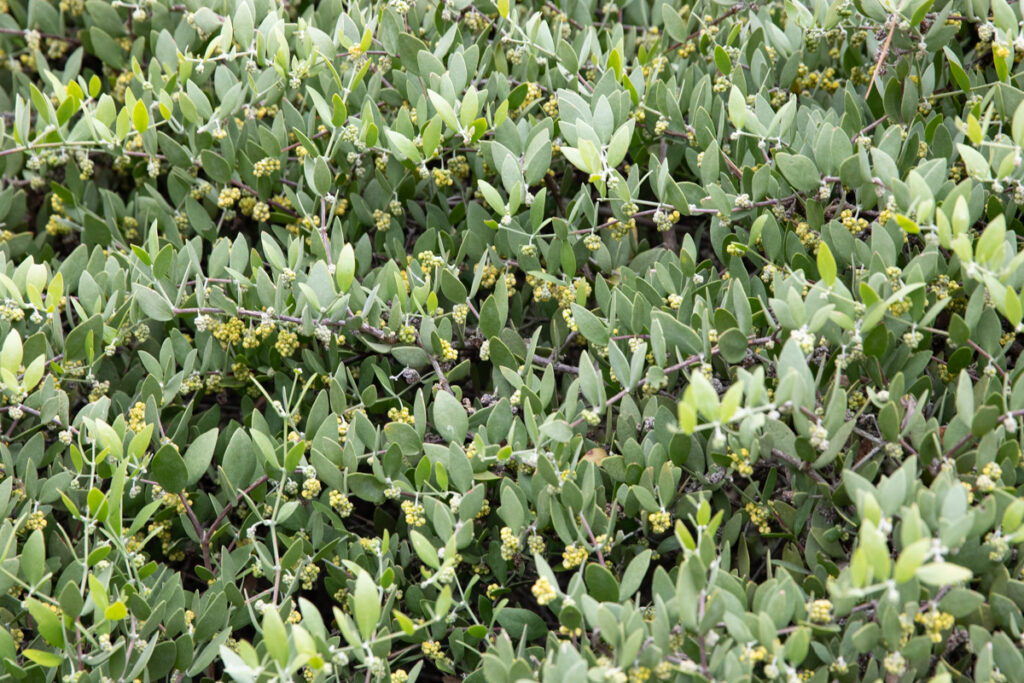 bluish jojoba leaves on shrub covered in tight yellow buds right before blooming in Feb