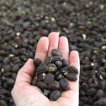 hand holding a bunch of jojoba seeds over the background of jojoba seeds at our processing facility