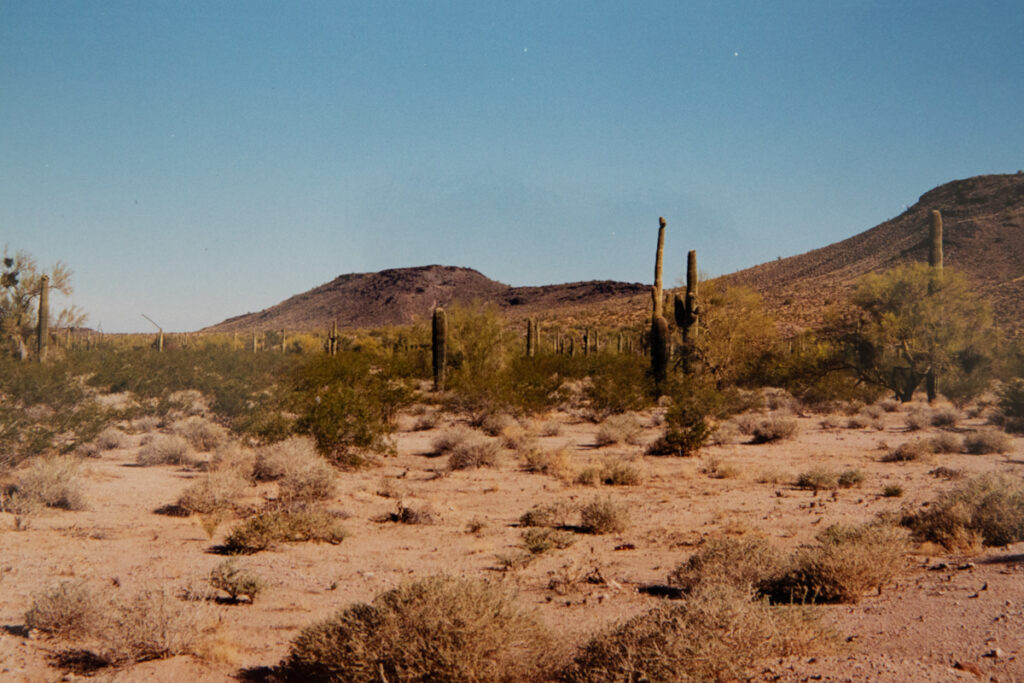 Sonoran desert