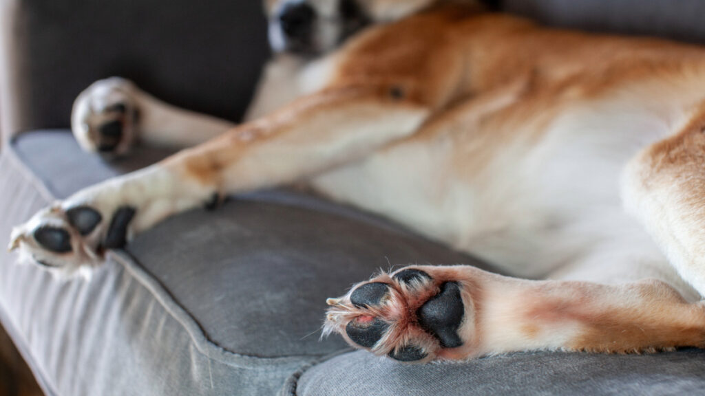 caramel and white dog laying on gray sofa with paws in view