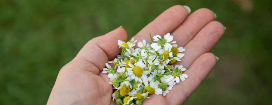 Making chamomile infused jojoba