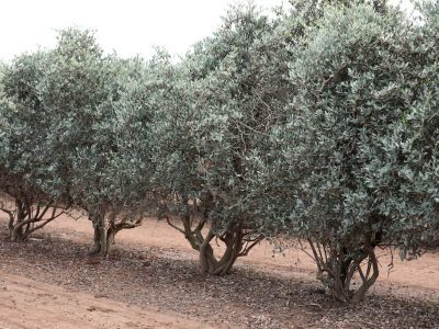 Jojoba Company Direct