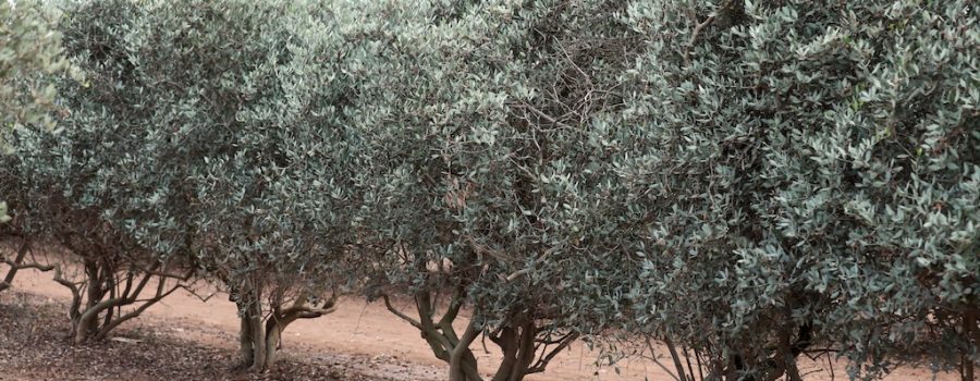 a row of jojoba shrubs in a field in Israel, the soil is reddish brown and the jojoba leaves are bluish and look similar to olives