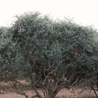 fields of jojoba 4