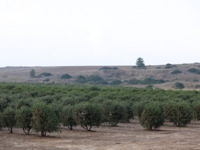 Jojoba Oil Company