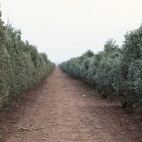 The Jojoba Company US