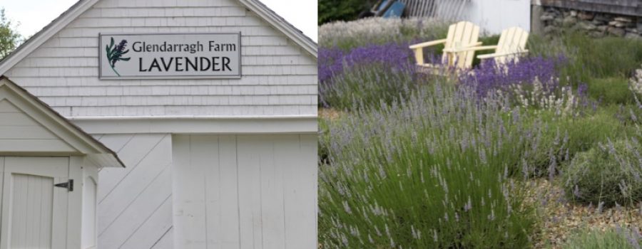 glendarragh lavender farm in maine