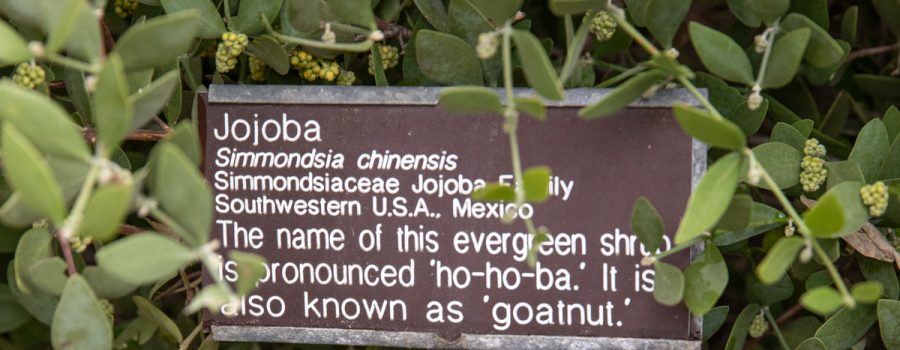 jojoba leaves surrounding plant tag for Jojoba Simmondsia chinensis listing botanical name and how to pronounce jojoba