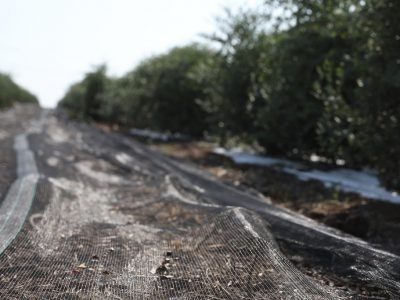 Jojoba Grower