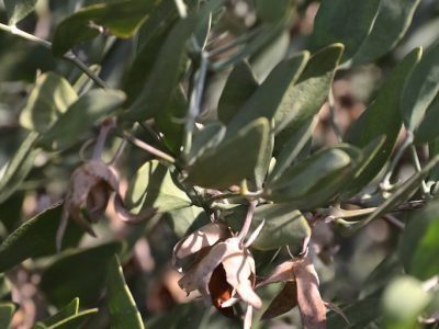 processing jojoba 1