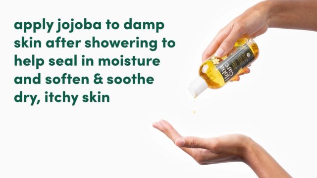 As temperatures drop, so does the skin's ability to retain moisture. Seal in moisture and soften skin with 100% natural HobaCare Jojoba. https://bit.ly/4gT1aZv