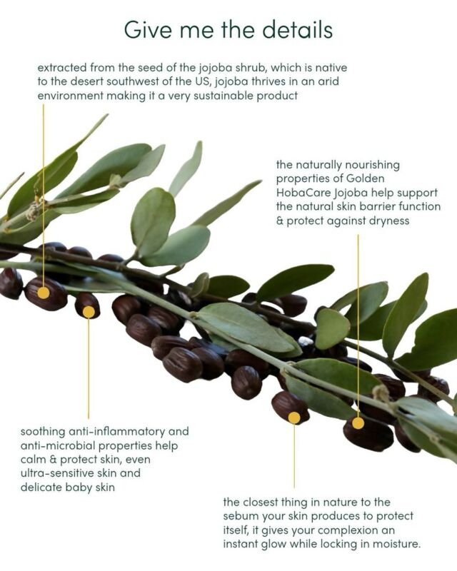 Jojoba is nature’s perfect skincare solution. Here are the details 1: Extracted from the seed of the jojoba shrub, which is native to the desert southwest of the US, jojoba thrives in an arid environment making it a very sustainable product 2: The naturally nourishing properties of Golden HobaCare Jojoba help support the natural skin barrier function & protect against dryness. 3: Soothing anti-inflammatory and anti-microbial properties help calm & protect skin, even ultra-sensitive skin and 
delicate baby skin. 4: The closest thing in nature to the sebum your skin produces to protect itself, it gives your complexion an instant glow while locking in moisture. #HobaCare #JojobaCompany #naturalskincare