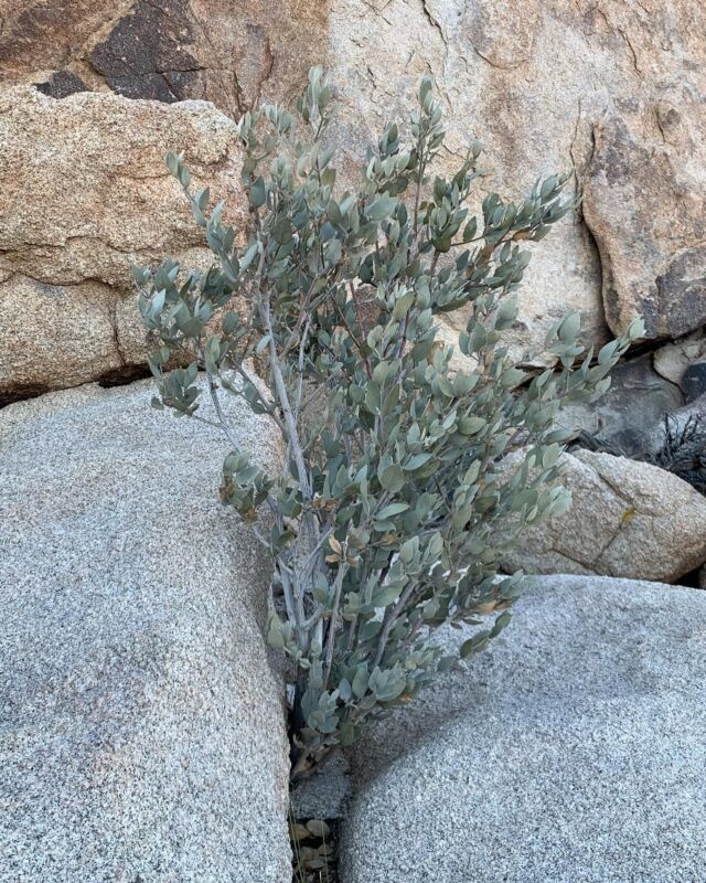 Last week we were in Anaheim for the American Massage Therapy Association - AMTA Schools Summit. The day before the show we took a day to visit Joshua Tree National Park. We were happy to see wild jojoba shrubs growing in the desert. Jojoba is a fantastic shrub since it thrive in an arid environment. Jojoba uses very little water during cultivation and thrives in an arid environment. This shrub was growing out of a huge rock. #jojobaoil #HobaCare