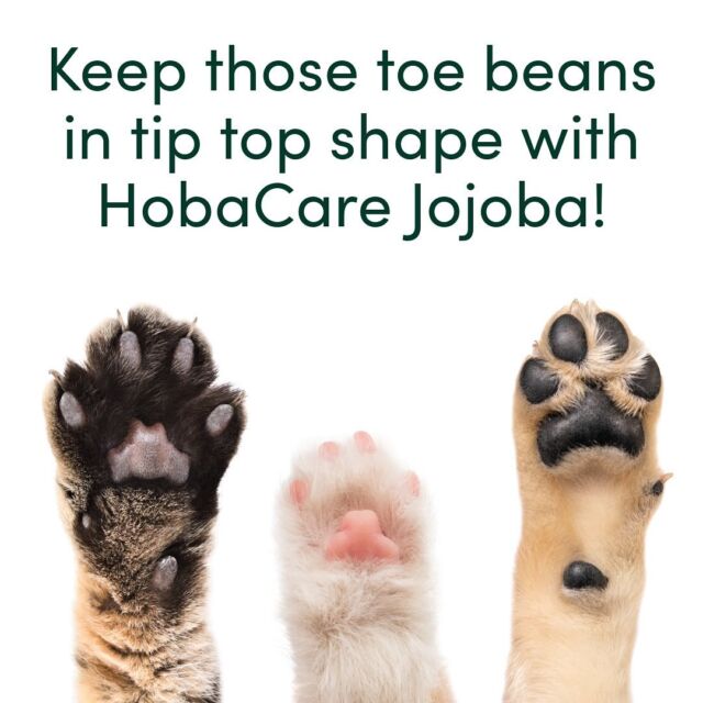 Jojoba is safe for pets (cats, dogs, iguanas, pigs, chickens...) In winter paws & skin can get dry and itchy, use jojoba to condition & protect your pet’s delicate paws & skin!